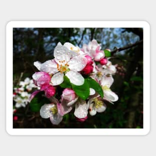 Dew Sprinkled Crabapple Blossoms Sticker